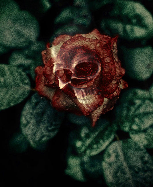 Memento Mori Rose