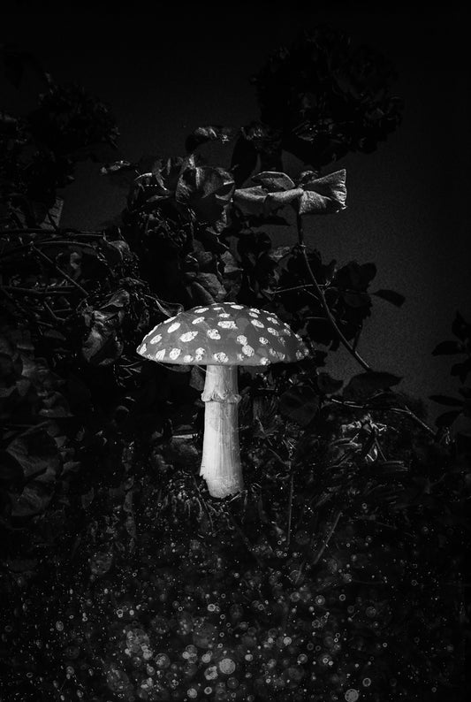 Agaric Dreams • Curiouser + Curiouser Series