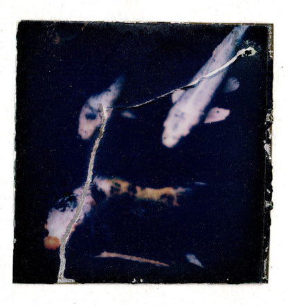 Ladies of Luck Polaroid • Sal et Umbra Collection