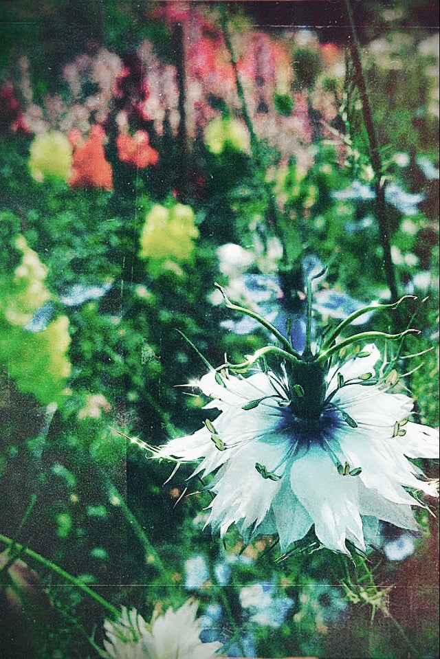 The Wildflower Shaker