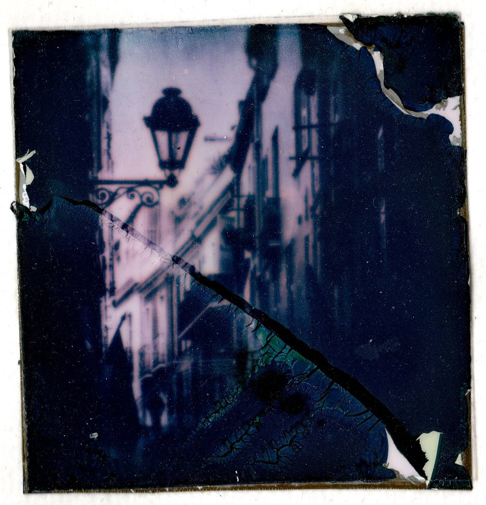 Fleur de Lis Polaroid • Sal et Umbra Collection